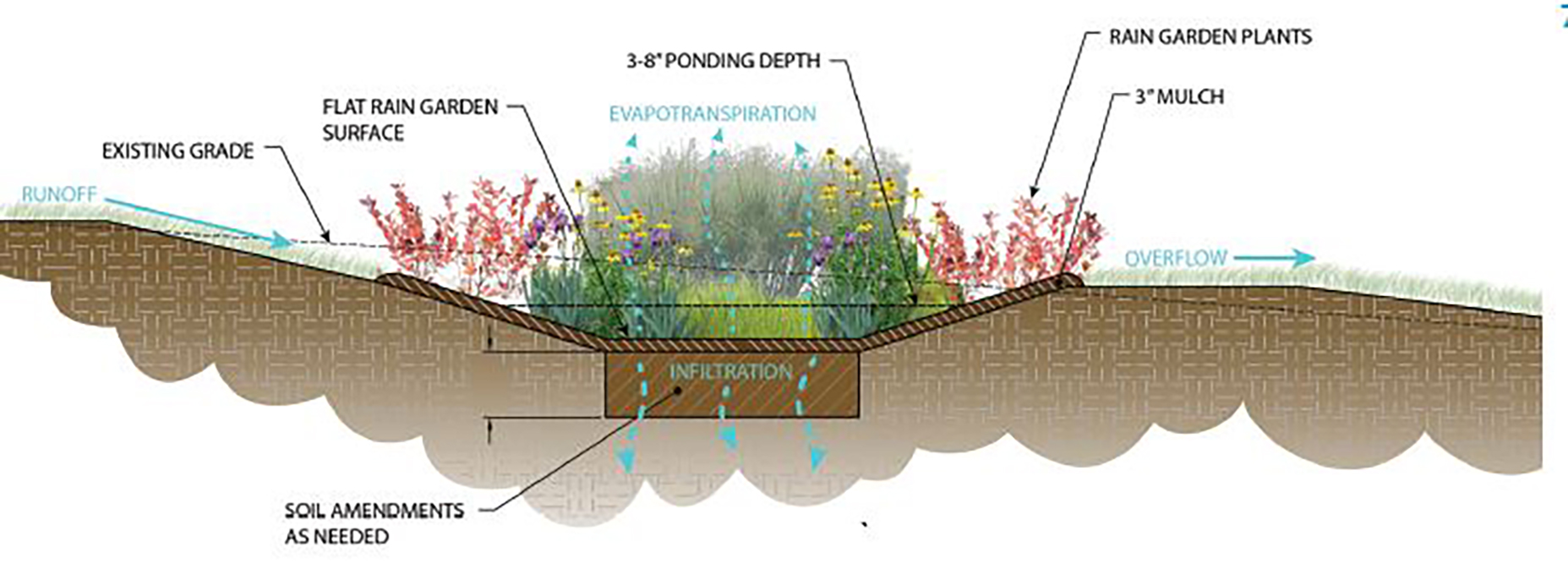 How to Build a Rain Garden